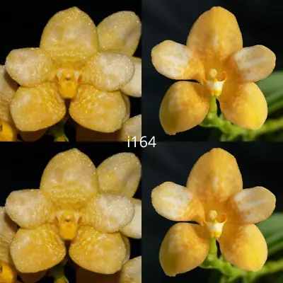 $12.50 • Buy Sarcochilus Orchid Seedling I164 Sarcochilus (Roberta 'Favorite' X Kulnura Coral
