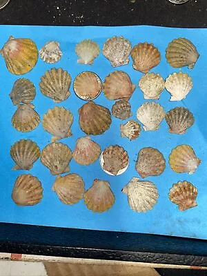 30 Small HAWAII SUNRISE SHELLS CoLoRs Sunriseshells UNCLEANED SPECIAL $$$ • $195