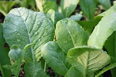 Mustard Greens Seed Tendergreen Heirloom Non Gmo 25+ Seeds Green • $2.19