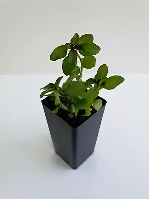 Peppermint Plant • $3.49