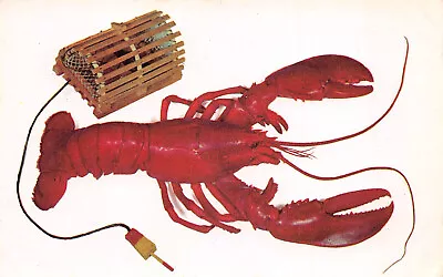 POSTCARD A MAINE LOBSTER And Miniature LOBSTER TRAP C1950 Chrome Unposted • $3.89