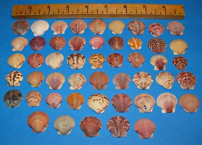 50 Tiny Calico Scallop Natural Sea Shells 3/4 - 1” Beach Decor Crafts *y-23 • $14