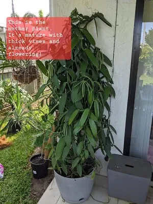 Vanilla Orchid Plant 12 Inch Fresh Cutting Mature Thick Plant • $25