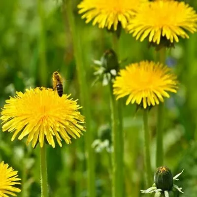 Dandelion- 100 Seeds- BOGO 50% Off SALE • £3.04