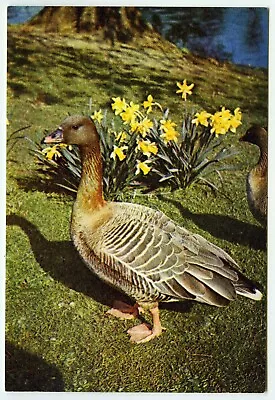 1960s J Arthur Dixon British Birds Postcard Pink Footed Goose In Spring Unposted • £2.45