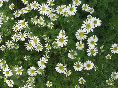 Herb - Herb Chamomile Anthemis Nobilis  - 1500Premium Quality Seeds - 1st Class • £3.49