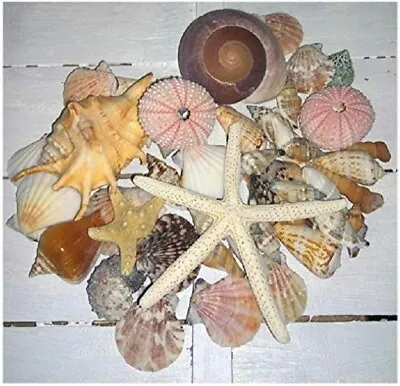 50 Assorted Mixed Seashells Quality Tropical Shells Starfish Snail Pink Urchins • £14.95