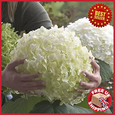£44.98 • Buy 3L Pot Hydrangea Arborescens 'Incrediball' - Strong Annabelle Easy-to-grow