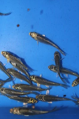 £29.50 • Buy 10, 20, 50 Small Ghost Koi/Carp 5cm -DELIVERY AVAILABLE-  Koi/Pond - MF Aquatics