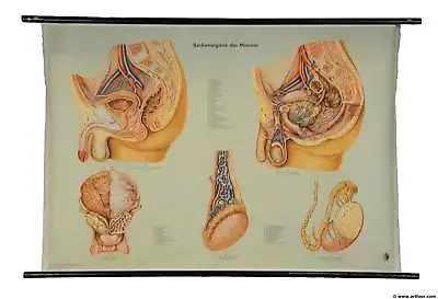 Vintage Rollable Poster Medical Wall Chart Male Pelvic Organs Training Aid • $215.99