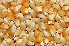 £9.99 • Buy Popcorn Kernels Popping Corn Seed 2kg Best For Both Salty And Sweet Party Movie