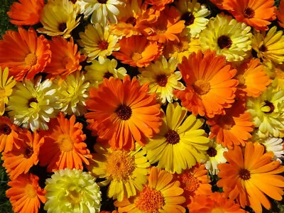 Marigold Pot Calendula Officinalis Double Single Flowers Orange Yellow 100 Seeds • £2.40