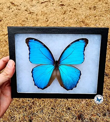 Real Framed  Second Quality  Blue Morpho Didius Butterfly - 8x6 Riker Mount • $49