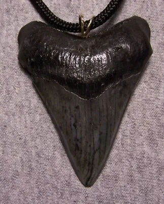 Megalodon Shark Tooth Necklace 2 7/16  Fossil Teeth Pendant Jaw Megalodon GEM • $69