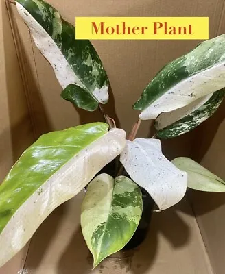 ‼️SUPER RARE‼️Philodendron Whipple Way Variegated Not Monstera • $200