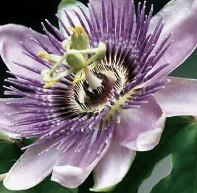 £1.80 • Buy 3 X Passion Flower (Passiflora Caerulea) - Perennial Climbing Plant - Seeds