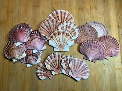 $18.99 • Buy Large Scallop Shell Assortment 3  Beach Craft Flat Pecten Seashells 