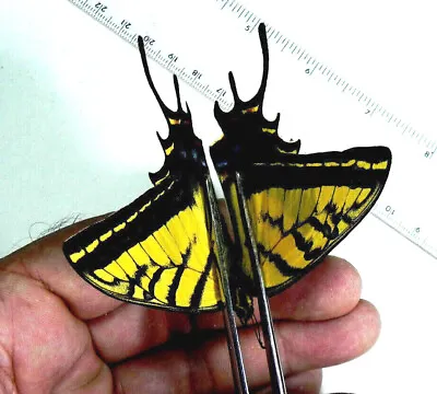Papilio Multicaudata Grandiosus A1 Male • $9