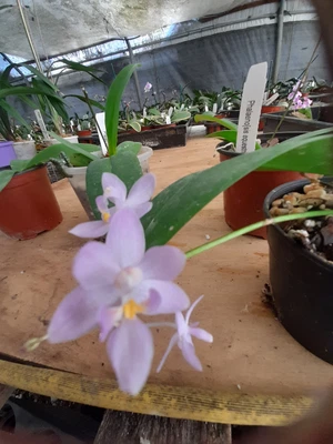 $45 • Buy FPOrchids Species Phal. Equestris Coerulea Species