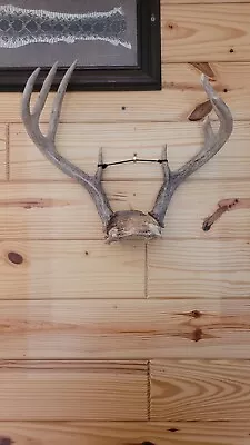 Vintage Whitetail Deer Antlers 8 Point  • $20