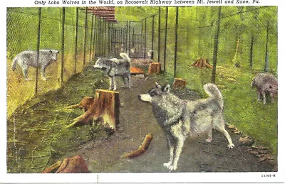 Postcard Divided-Back Linen Only Lobo Wolves In The World PA C. 1930-1945 • $5.99