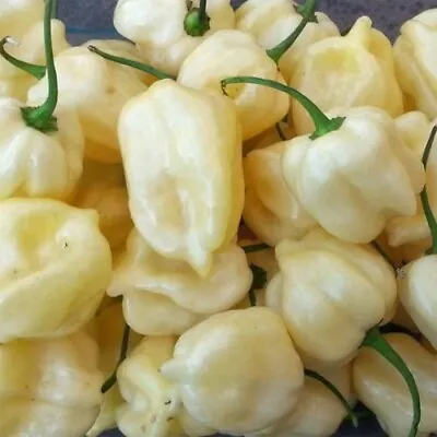 20 WHITE HABANERO PEPPER SEEDS ~ Heirloomseedguy ~ 2024 ~ NON-GMO • $1.67