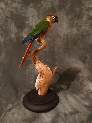 Green Cheek Conure Taxidermy Bird Art • $1200