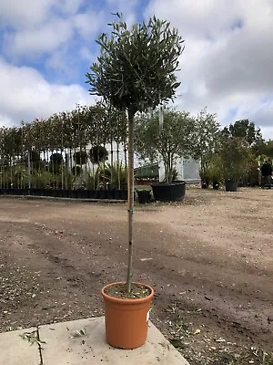 Olive Tree - Olea Europaea 140cm • £61