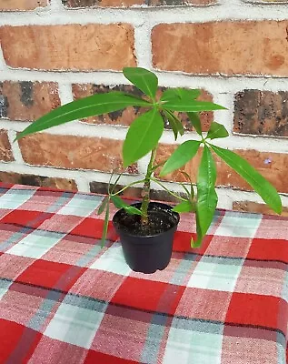 Money Tree Feng Shui Plant In 2 Inches Pot • $10