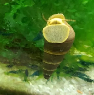 4 Young Yellow Rabbit Snails Elephant Snail - Ship CALIFORNIA ONLY • $22