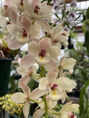 $150 • Buy Orchid Cymbidium Love The Moon  New Horizon  4N 2 Spikes Premium Showbench