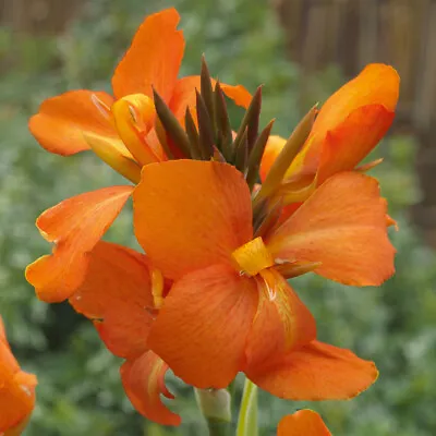 Canna Orange Shades | Canna Cannova | Plug Plant | Perennial • £8.99