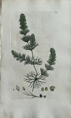£68.67 • Buy Original Antique Print - Botanical Art Print - James Sowerby - Ceratophyllum