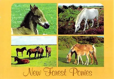 B0809 UK New Forest Animals Horses Foals John Hinde Postcard • $10.70