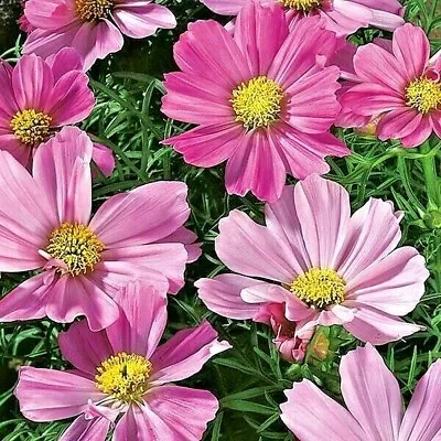 250 Seeds Cosmos Bipinnatus Sensation Pinkie + 4  FREE REUSABLE PLANT LABEL  • £0.99