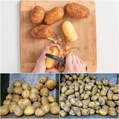 CERTIFIED SEED POTATO Dutch Cream 1KG-20KG Vegetable Garden SPUD TUBERS AUSSIE • $54