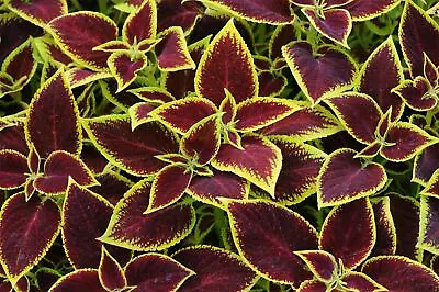 JustSeed - Flower - Coleus - Crimson Gold - 10 Pelleted Seeds • £2.59