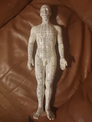 Human Body Acupuncture Model Male 19 Inches Tall  2 Meridians  • $60