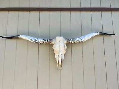 LONGHORN STEER SKULL 6 FEET 10  WIDE POLISHED BULL HORN MOUNTED New COW HEAD • $1050