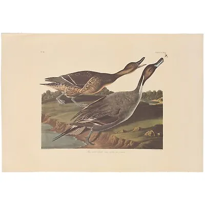 Audubon Amsterdam Ed Double Elephant Folio Lithograph Pl 227 Pin Tailed Duck • $250