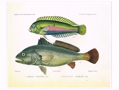 Green Razorfish Vintage Fish Print F.L. Castelnau Old Picture 1990 CNHPF#79 • $4.96