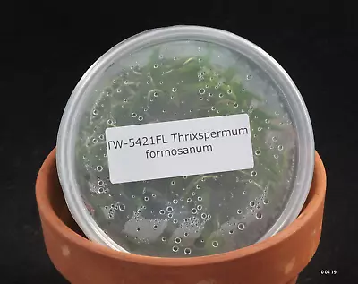 £76.91 • Buy FLASK Thrixspermum Formosanum