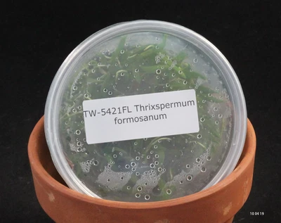 £76.91 • Buy FLASK Thrixspermum Formosanum