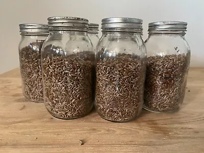 3x Sterilized Rye Berry Grain Spawn Jar • $44.99