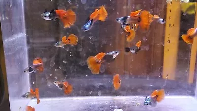 $15 • Buy 1 PAIR  - DUMBO BIG EAR PLATINUM RED TAIL Cheap Guppy A+ US Bred 2/3-Day Ship