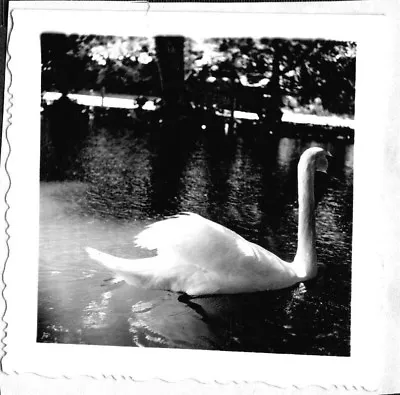 Vintage Photograph 1940's White Swan Goose Lithia Park Ashland Oregon Old Photo • $6