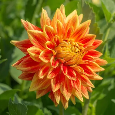 2 Dahlia Cactus Explosion Red Yellow Summer Flowering Hardy Perennial Bulb Tuber • £15.99