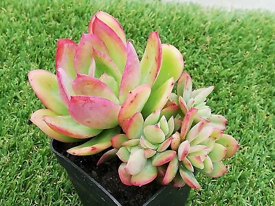 Luella Cristata 7 Cm Pot Echeveria Succulent Crested No.l • $35