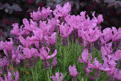 £6.99 • Buy 1 X Plug Plants  Lavender Pink Fairy  Wings Radiance FREEPOST
