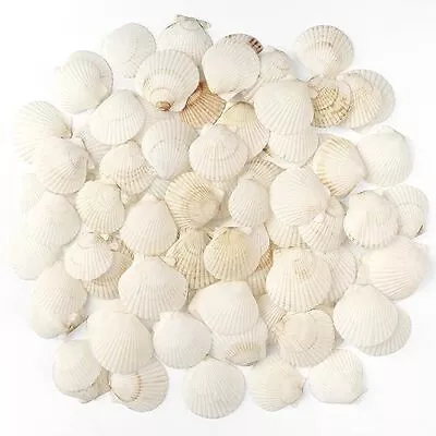 48 PCS Scallop Shells Natural Seashell 1.5  To 2  White Scallop Shells Small ... • $16.83